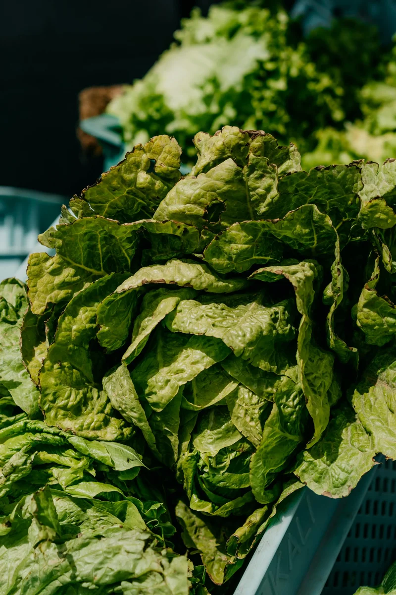 Butterhead Lettuce